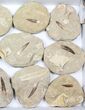 Flat: Real Fossil Plesiosaur Teeth In Matrix - Pieces #98241-1